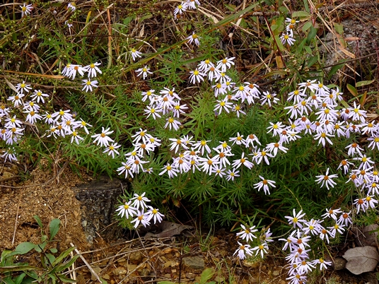 {Ionactis linariifolia}